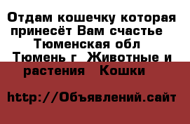 Отдам кошечку которая принесёт Вам счастье - Тюменская обл., Тюмень г. Животные и растения » Кошки   